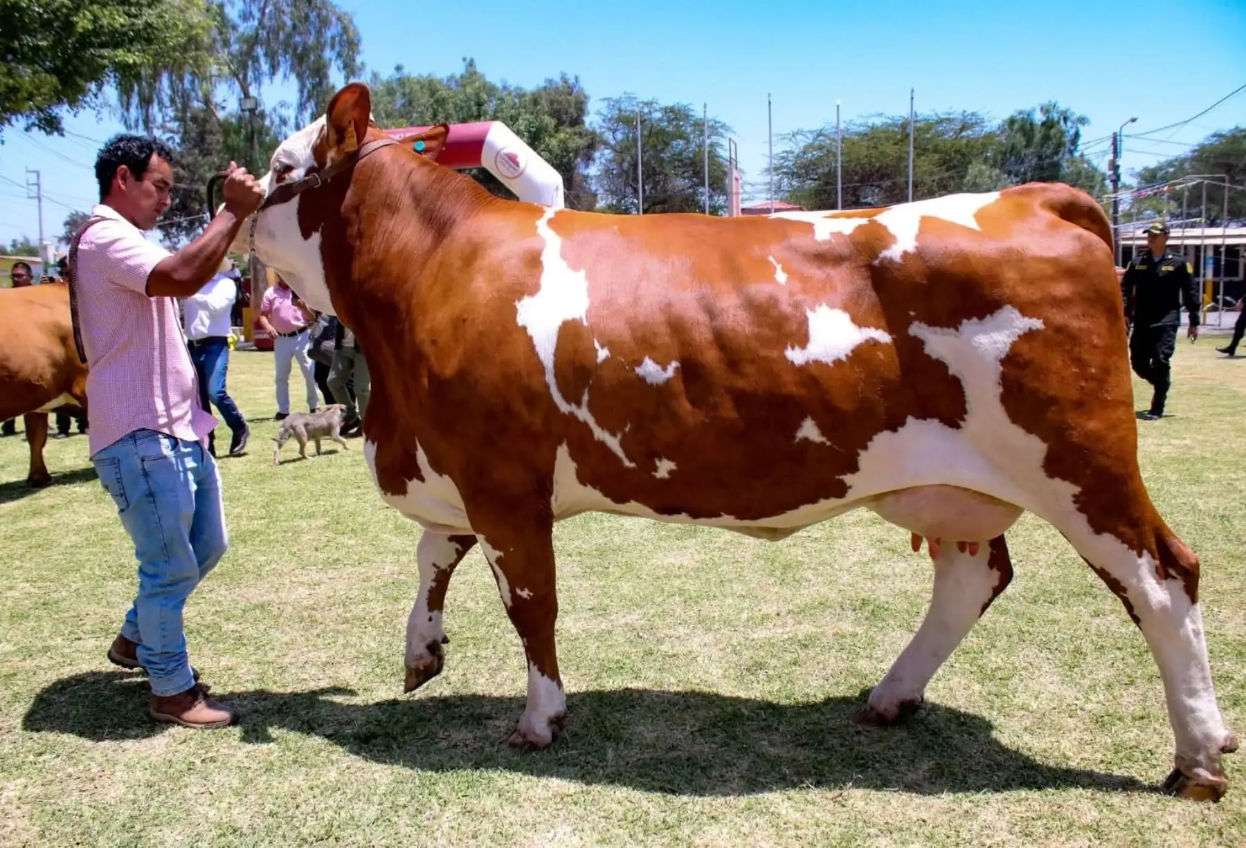 Feria Internacional Ganadera de Lambayeque 2025 espera recibir a más de 30,000 visitantes