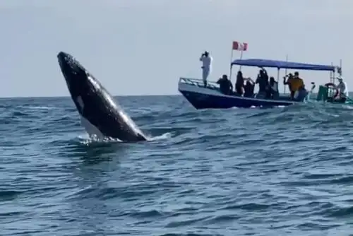 Octubre es un mes ideal para visitar Tumbes. El turista puede disfrutar de sus hermosas playas y del avistamiento de ballenas.