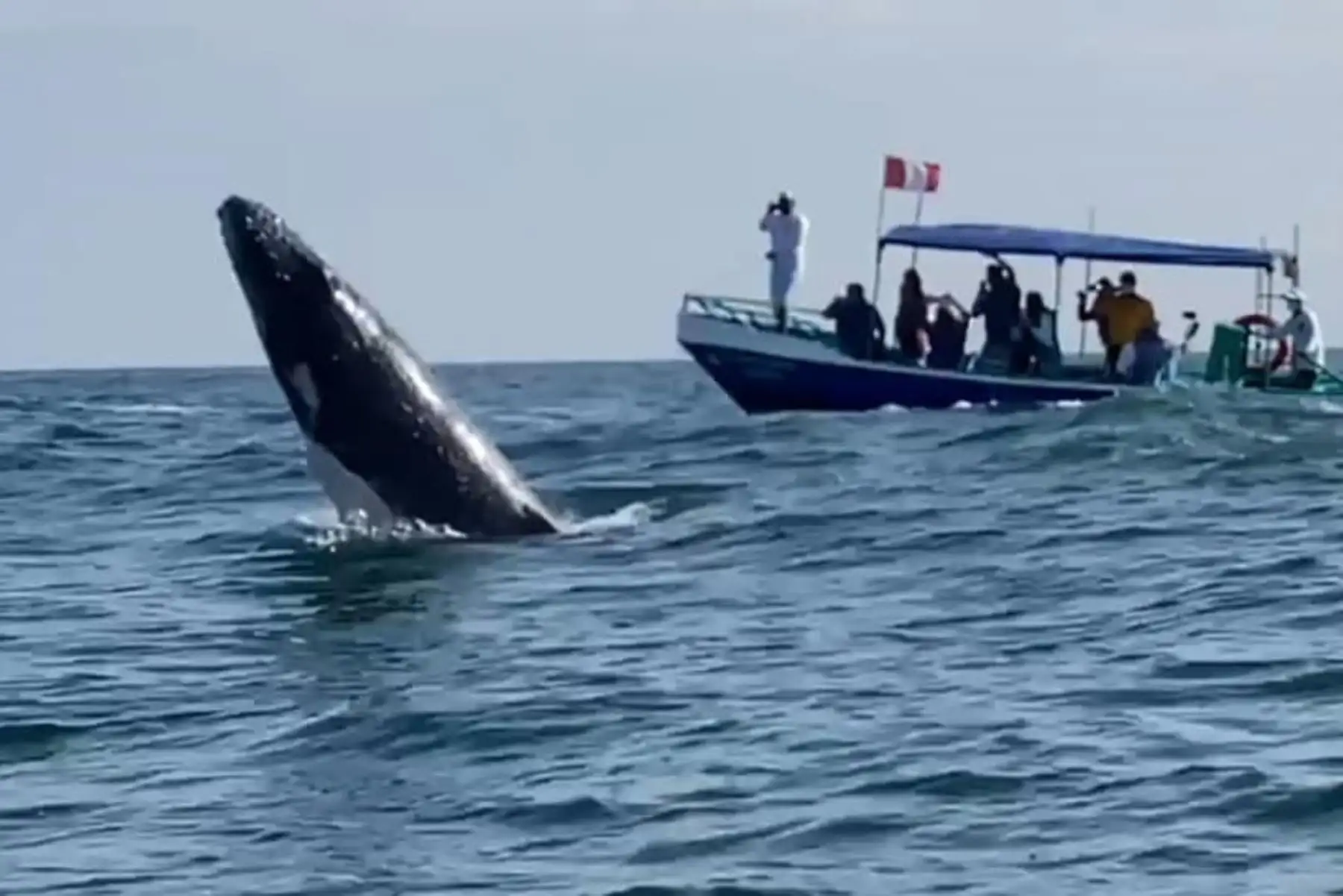 Avistamiento de ballenas: ¿Cuándo empieza la temporada y qué lugares son ideales en Perú?