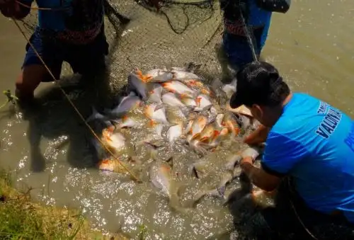 Productores de Yurimaguas mejoran la crianza de paco y apuestan por producción sostenible, destacó el Ministerio de la Producción. ANDINA/Difusión