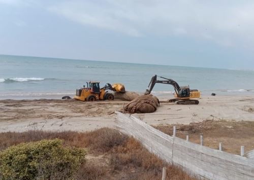 Trabajadores de la municipalidad de Canoas de Punta Sal sepulta a la ballena azul que había varado hace unos días en una playa de este distrito ubicado en Tumbes. ANDINA/Difusión