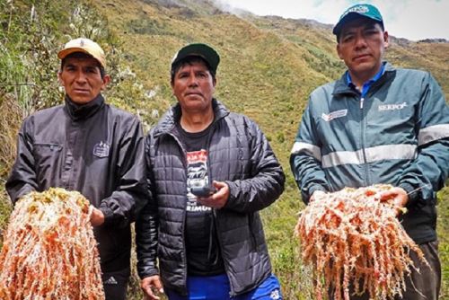 ANDEl Serfor destacó que el aprovechamiento sostenible del musgo andino ayudará a impulsar el desarrollo de las comunidades rurales de Junín. ANDINA/Difusión