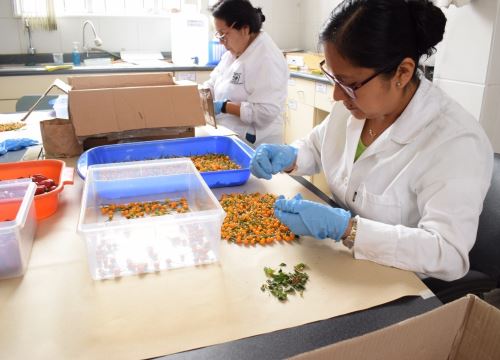 El Perú envió semillas de ajíes amarillo, panca, charapita, pimientos y otras variedades al llamado "Arca de Semillas del Mundo", ubicado en Noruega, para garantizar su conservación ante posibles desastres. ANDINA/Difusión