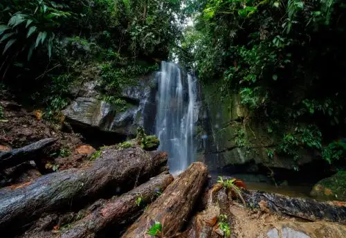 Los bosques son áreas estratégicas para conservar la cobertura forestal que regula el ciclo del agua, sostiene los suelos y previene la dorestación, el Osinfor que destacó la importancia de la fiscalización forestal. ANDINA/Difusión