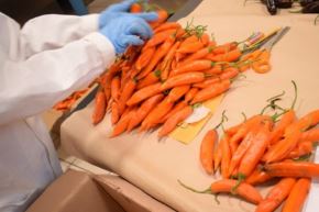 Peruvian native chili peppers are the flavor of its gastronomy. Photo: Courtesy.