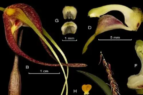 Científicos descubren una nueva especie de orquídea en el corazón del Parque Nacional Yanachaga Chemillén, área natural protegida en la provincia de Oxapampa, región Pasco. ANDINA/Difusión