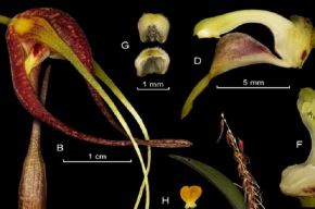 Científicos descubren una nueva especie de orquídea en el corazón del Parque Nacional Yanachaga Chemillén, área natural protegida en la provincia de Oxapampa, región Pasco. ANDINA/Difusión