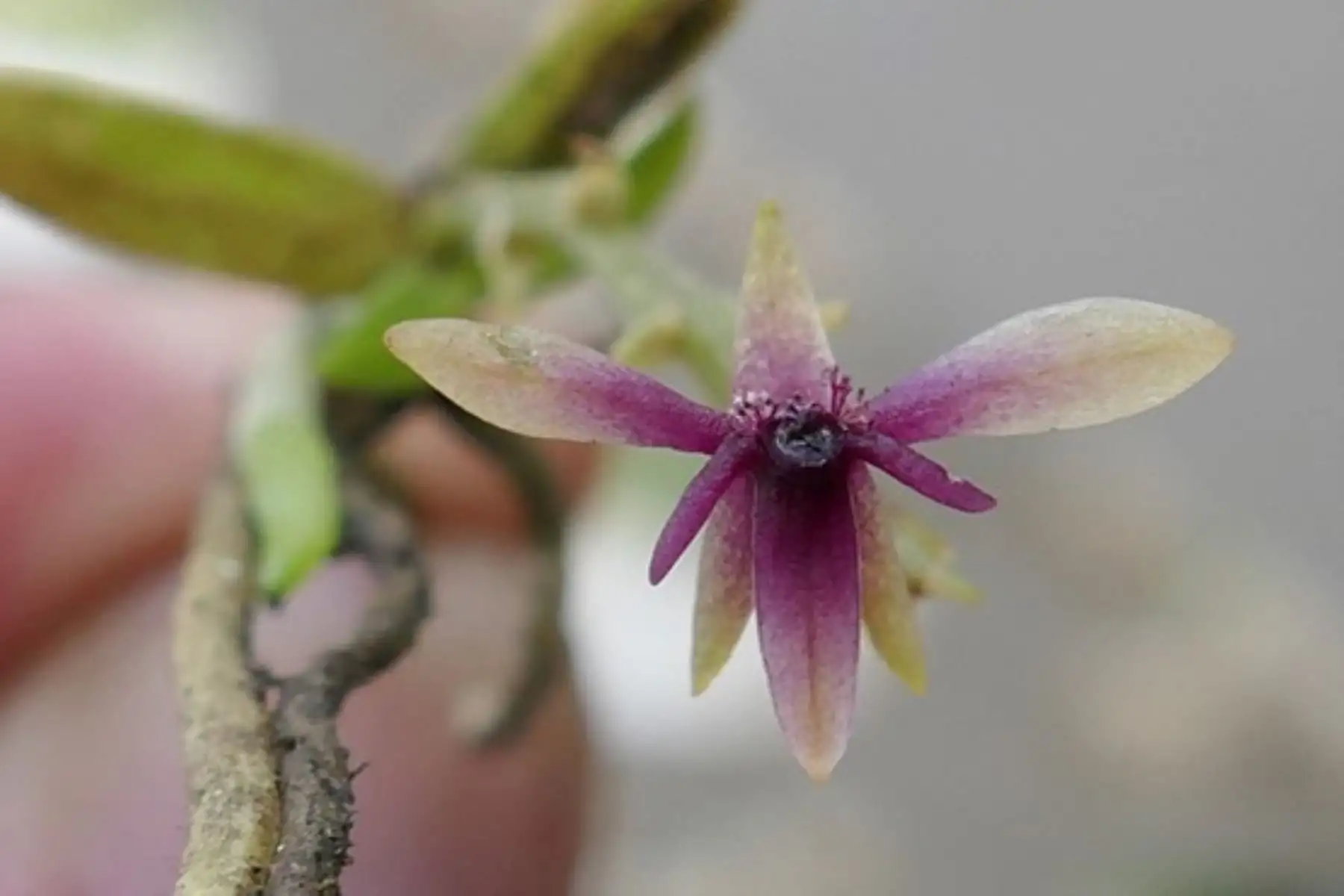 Día Nacional de la Orquídea: sepa cuándo se celebrará y en dónde encontrar esta bella flor