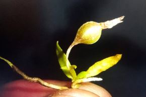El Perú cuenta con alrededor de 3,000 especies de orquídeas. Foto: Serfor/Luis Valenzuela