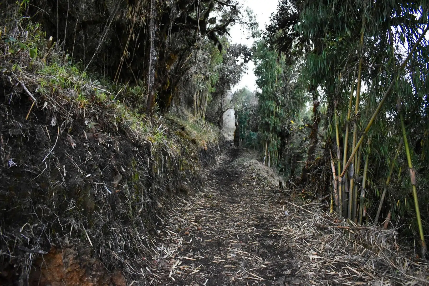 El proyecto, valorizado en más de 3.3 millones de soles, permitirá conectar la ruta amazónica con el circuito Machu Picchu–Santa Teresa–Hidroeléctrica–Aguas Calientes. Foto: Difusión El proyecto, valorizado en más de 3.3 millones de soles, permitirá conectar la ruta amazónica con el circuito Machu Picchu–Santa Teresa–Hidroeléctrica–Aguas Calientes. Foto: Difusión