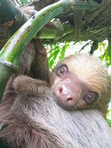 Oso perezoso rescatado en Tocache cuando iba a ser vendido ilegalmente. Foto: ANDINA/Difusión