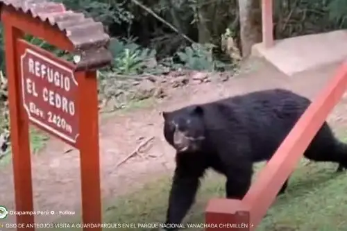 Oso de anteojo avistado en el Parque Nacional Yanachaga Chemillén. Captura TV