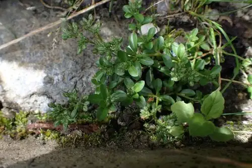 Esta planta es la única perteneciente al género Polycarpon que logra germinar a dicha altitud, y se la suele ver en épocas de lluvia en el sur del país.