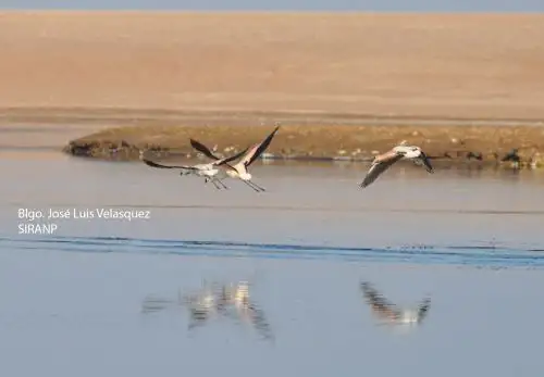 La Universidad Católica San Pablo de Arequipa inició una investigación para aprovechar el potencial de las microalgas de la laguna San Camilo para combatir la contaminación por metales pesados. Foto: Cortesía José Luis Velásquez/ Sistema Regional de Áreas Naturales Protegidas -Arequipa