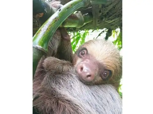 Oso perezoso rescatado en Tocache cuando iba a ser vendido ilegalmente. Foto: ANDINA/Difusión