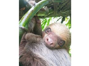 Oso perezoso rescatado en Tocache cuando iba a ser vendido ilegalmente. Foto: ANDINA/Difusión