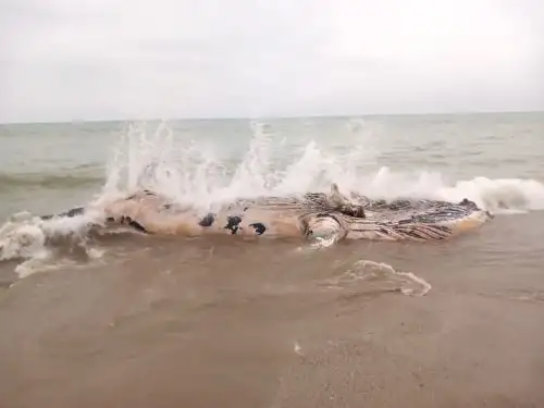 Preocupación en Tumbes por tercer varamiento de ballena en playas de esa región durante los últimos dos meses. ANDINA/Difusión