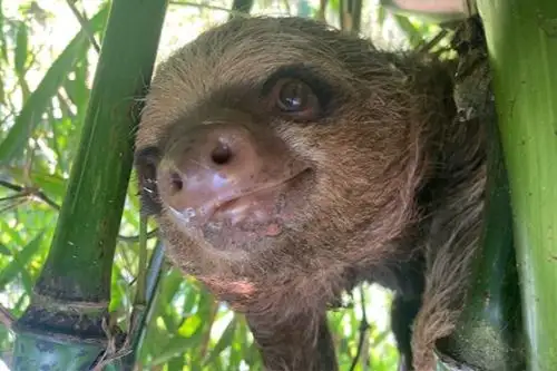 Oso perezoso. Foto: Serfor