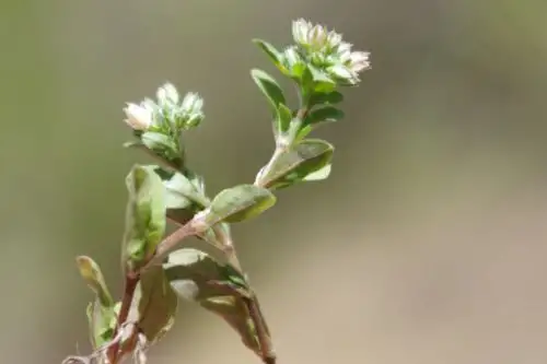 Polycarpon tetraphyllum. descubierta en la Zona Arqueológica de Garu, Huánuco. Foto: ANDINA/Difusión