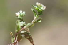 Polycarpon tetraphyllum. descubierta en la Zona Arqueológica de Garu, Huánuco. Foto: ANDINA/Difusión
