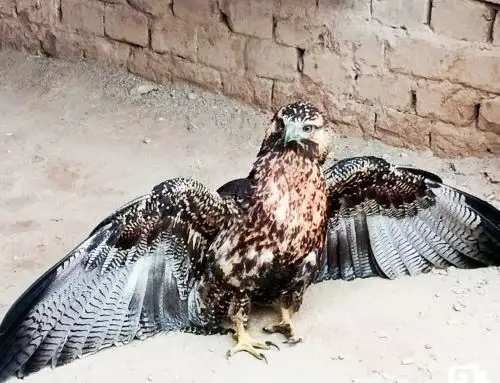 Serenos del balneario de Huanchaco rescatan a un águila herida hallada en centro poblado Víctor Raúl, ubicado en la provincia de Trujillo. ANDINA/Difusión