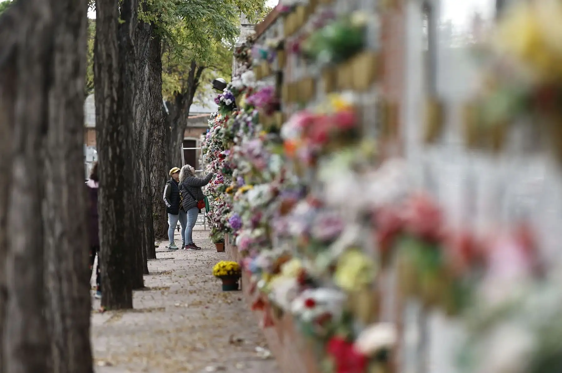 Vista del cementerio madrileño de La Almudena, donde continúa la tradición de visitar a los difuntos, limpiar sus lápidas y llevarles flores, este sábado, festividad de Todos los Santos.
Foto: ANDINA/EFE