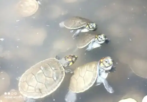 Más de 6,500 crías de taricayas fueron liberadas en el interior del Parque Nacional de Sierra del Divisor como parte de una estrategia para el repoblamiento de esta especie amazónica. ANDINA/Difusión