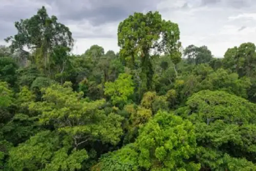 Se prevé implementar tres oficinas más para el monitoreo de bosques más al cierre de 2025.