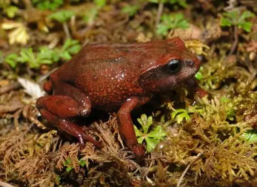 Un equipo de científicos descubrió dos nuevas especies de ranas en el interior del Parque Nacional Yanachaga - Chemillén, área natural protegida ubicada en la región Pasco. ANDINA/Difusión