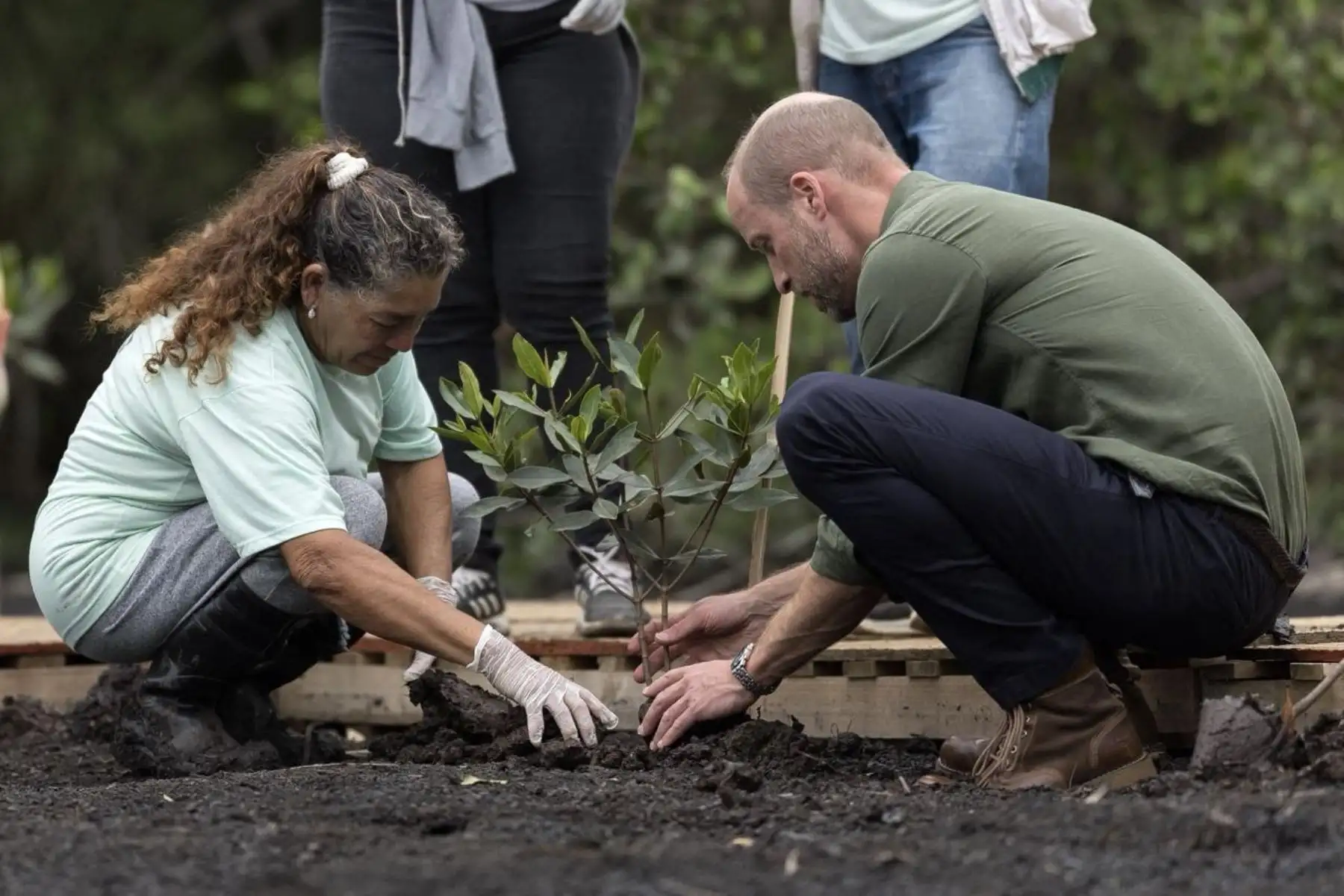 El príncipe Guillermo de Gran Bretaña, príncipe de Gales, planta un retoño de árbol autóctono en una zona de manglares en Guapimirim durante una visita a Río de Janeiro. AFP
