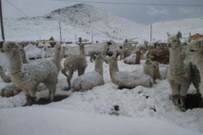 El Indeci recomienda verificar la disponibilidad de los centros de salud, compañías de bomberos y comisarías en la jurisdicción en caso de presentarse una emergencia.ANDINA/Difusión