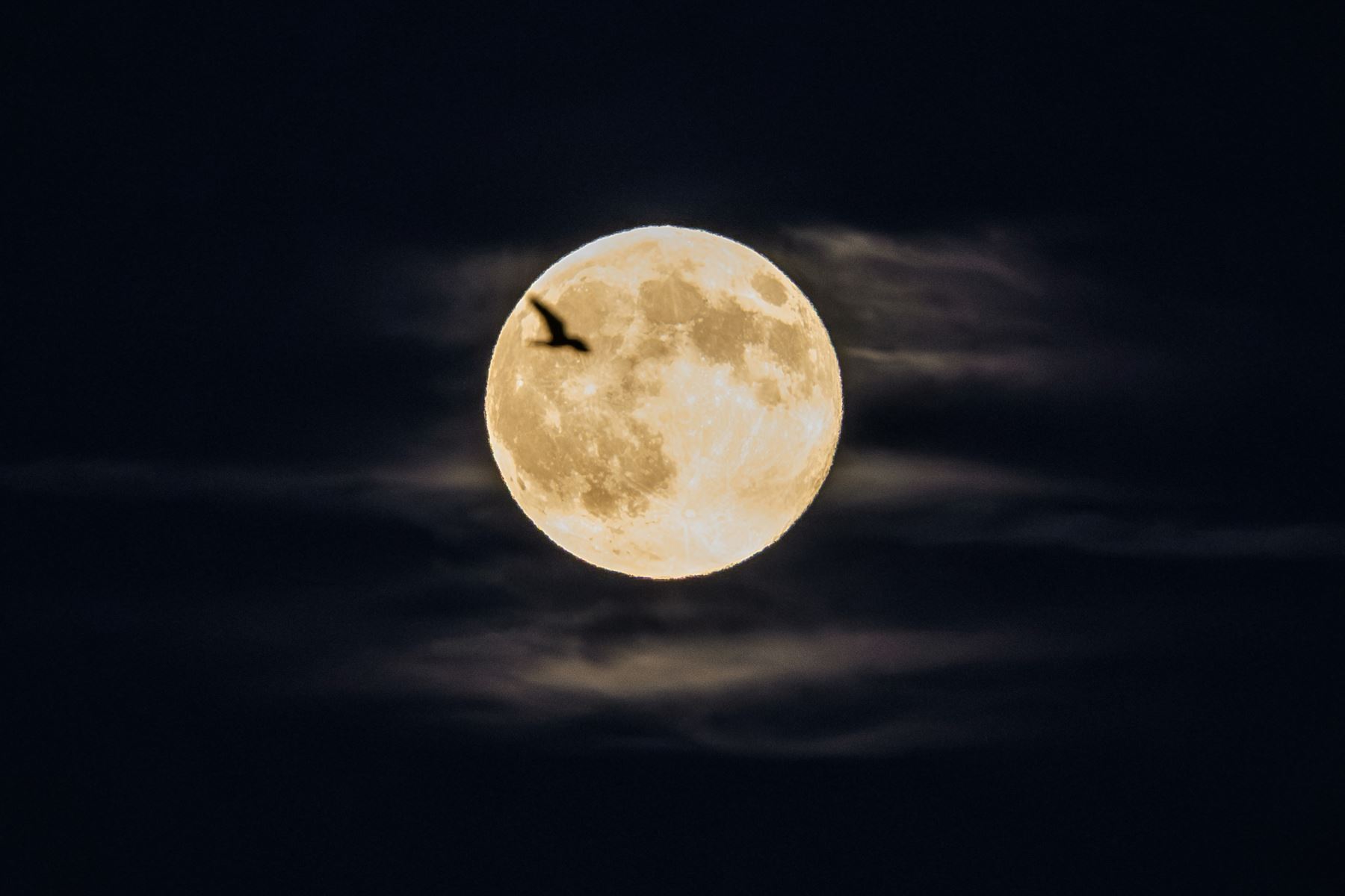 Un pájaro vuela frente a la luna llena, conocida como Luna del Castor, sobre la ciudad de Lyon. AFP