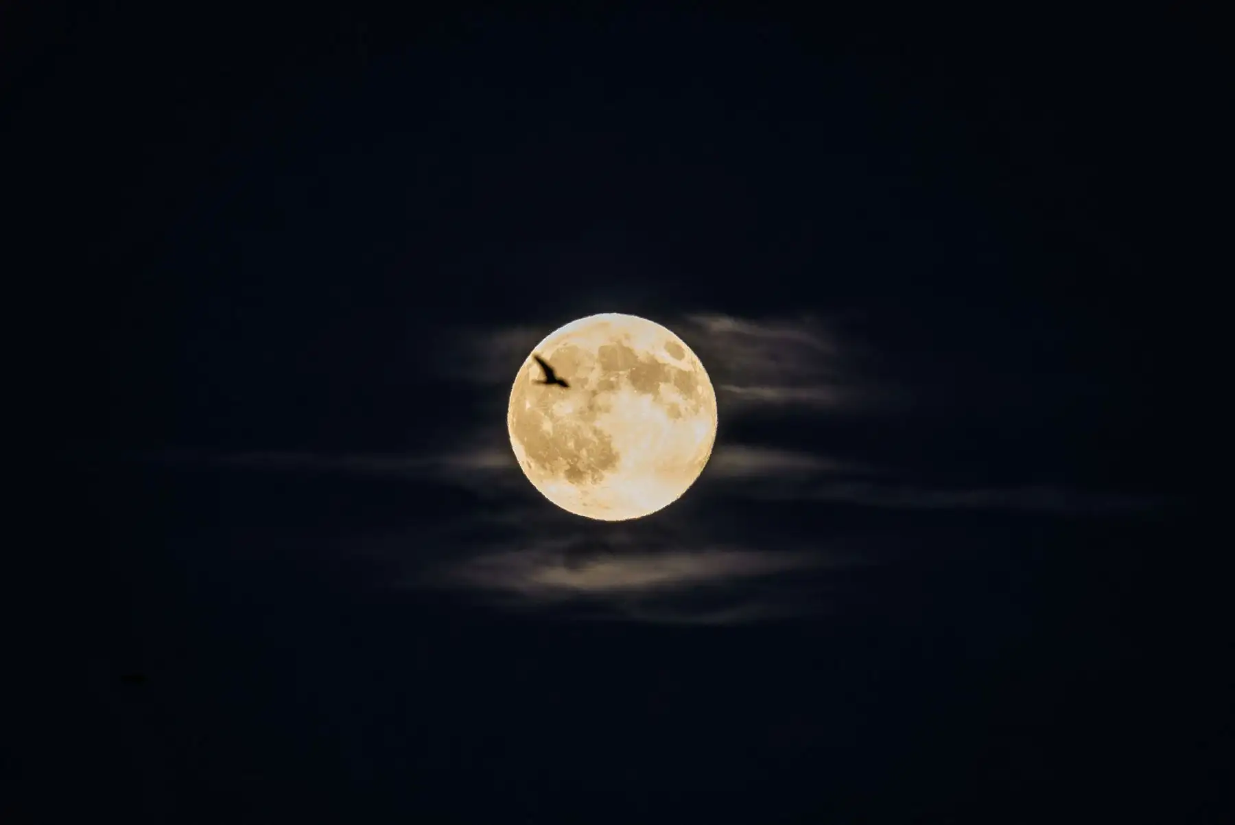 Un pájaro vuela frente a la luna llena, conocida como Luna del Castor, sobre la ciudad de Lyon. AFP