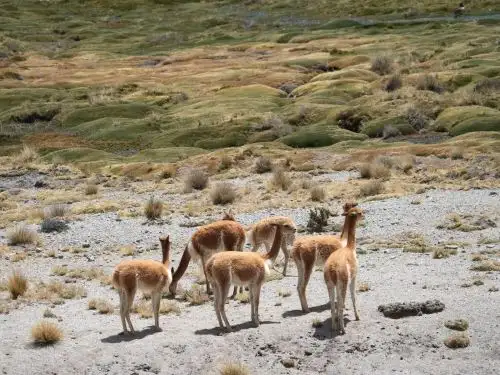 Arequipa lidera el registro de vicuñas en Perú, según el último censo nacional de esa especie emblemática. ANDINA/Difusión