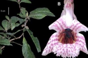 La reserva de biósfera Oxapampa-Asháninka-Yanesha se ha consolidado como un laboratorio natural para estudiar la evolución y adaptación de la flora neotropical. Sus gradientes altitudinales, que van desde los bosques amazónicos hasta las cumbres altoandinas, generan condiciones únicas para la diferenciación de especies, muchas de ellas endémicas y aún desconocidas. Foto: Sernanp