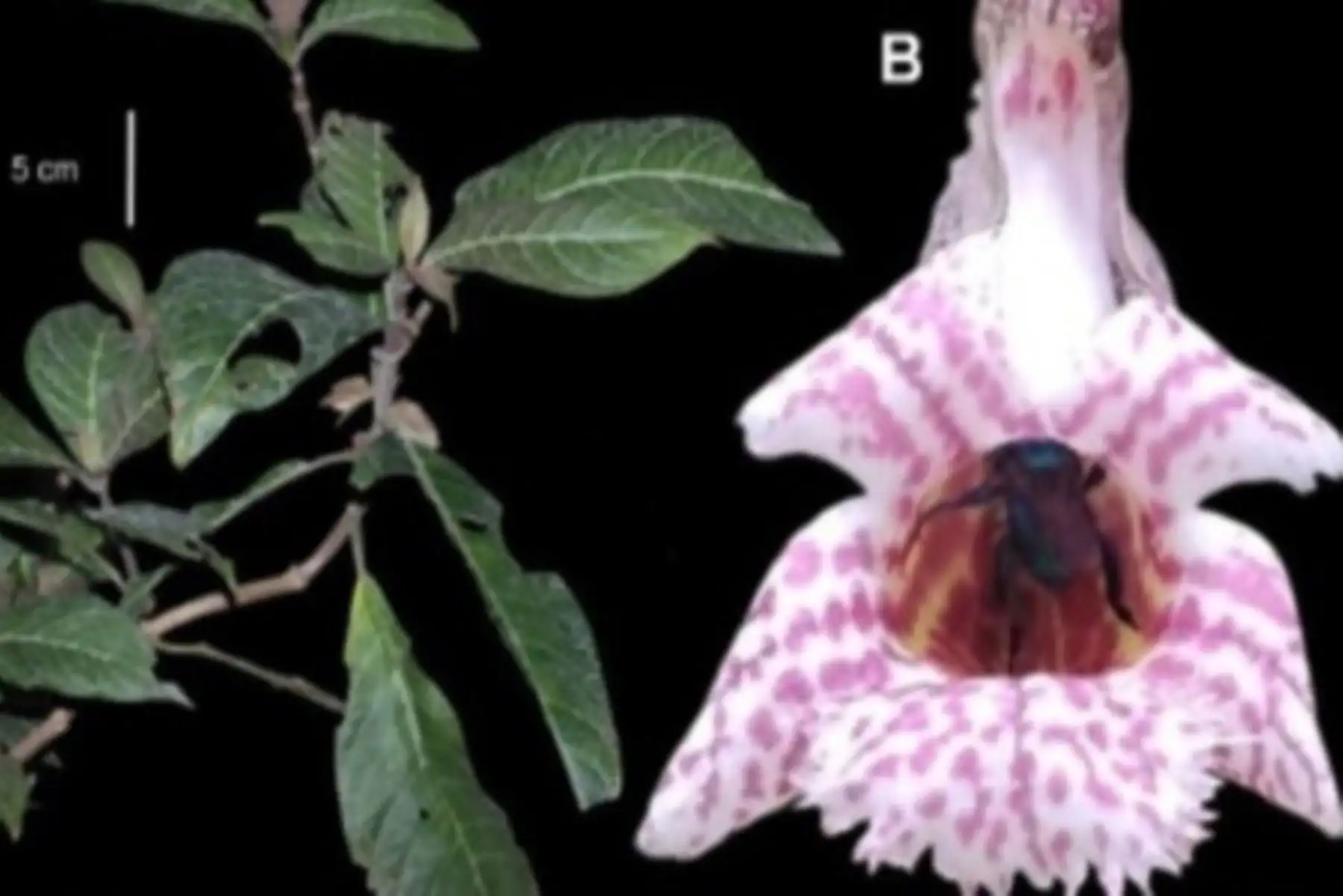 La reserva de biósfera Oxapampa-Asháninka-Yanesha se ha consolidado como un laboratorio natural para estudiar la evolución y adaptación de la flora neotropical. Sus gradientes altitudinales, que van desde los bosques amazónicos hasta las cumbres altoandinas, generan condiciones únicas para la diferenciación de especies, muchas de ellas endémicas y aún desconocidas. Foto: Sernanp