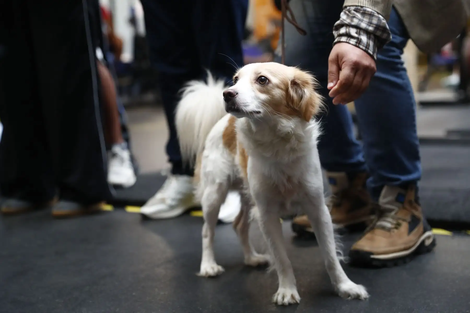 Desde la Villa Deportiva Nacional VIDENA de San Luis, se realizó la presentación oficial de la mascota de los XX Juegos Bolivarianos Ayacucho - Lima 2025, que en esta oportunidad se trata del perro pastor Chiribaya, especie de can originaria del Perú. Foto: ANDINA/Daniel Bracamonte