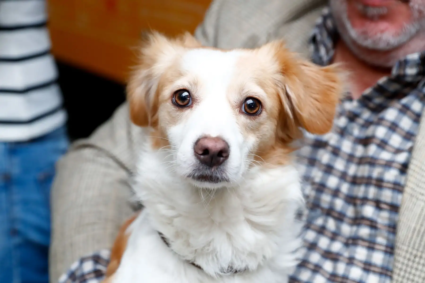 Desde la Villa Deportiva Nacional VIDENA de San Luis, se realizó la presentación oficial de la mascota de los XX Juegos Bolivarianos Ayacucho - Lima 2025, que en esta oportunidad se trata del perro pastor Chiribaya, especie de can originaria del Perú. Foto: ANDINA/Daniel Bracamonte
