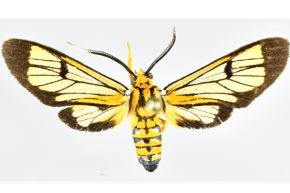 Valioso hallazgo científico. Investigador descubrió cuatro nuevas especies de polillas en bosques montanos ubicados en los Andes y Amazonía de Perú. ANDINA/Difusión