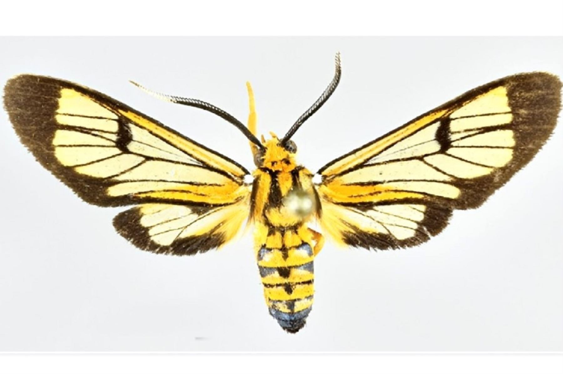Valioso hallazgo científico. Investigador descubrió cuatro nuevas especies de polillas en bosques montanos ubicados en los Andes y Amazonía de Perú. ANDINA/Difusión