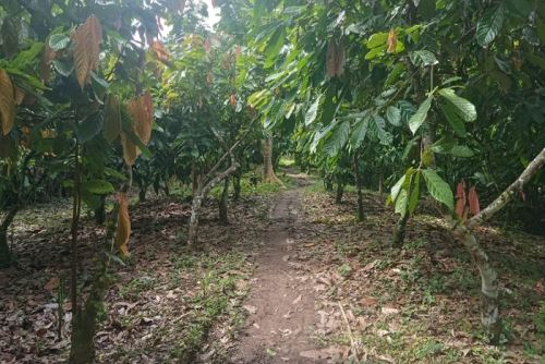 No se descarta un incremento de afectaciones por desborde de ríos y quebradas, así como un incremento de enfermedades fitosanitarias vinculadas al exceso de humedad.