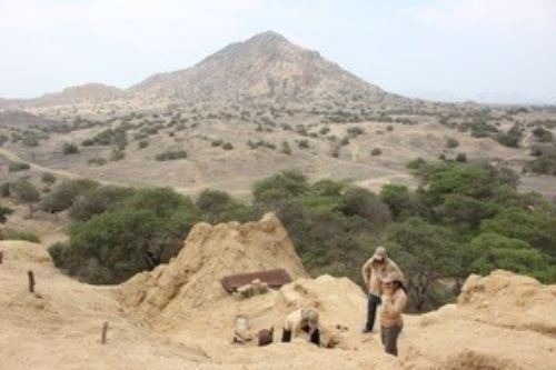 Durante la primera temporada de 2025 se descubrió una significativa cantidad de evidencias arqueológicas que han requerido ampliar la investigación en las huacas Las Abejas y Los Gavilanes, región Lambayeque. Foto: Mincul