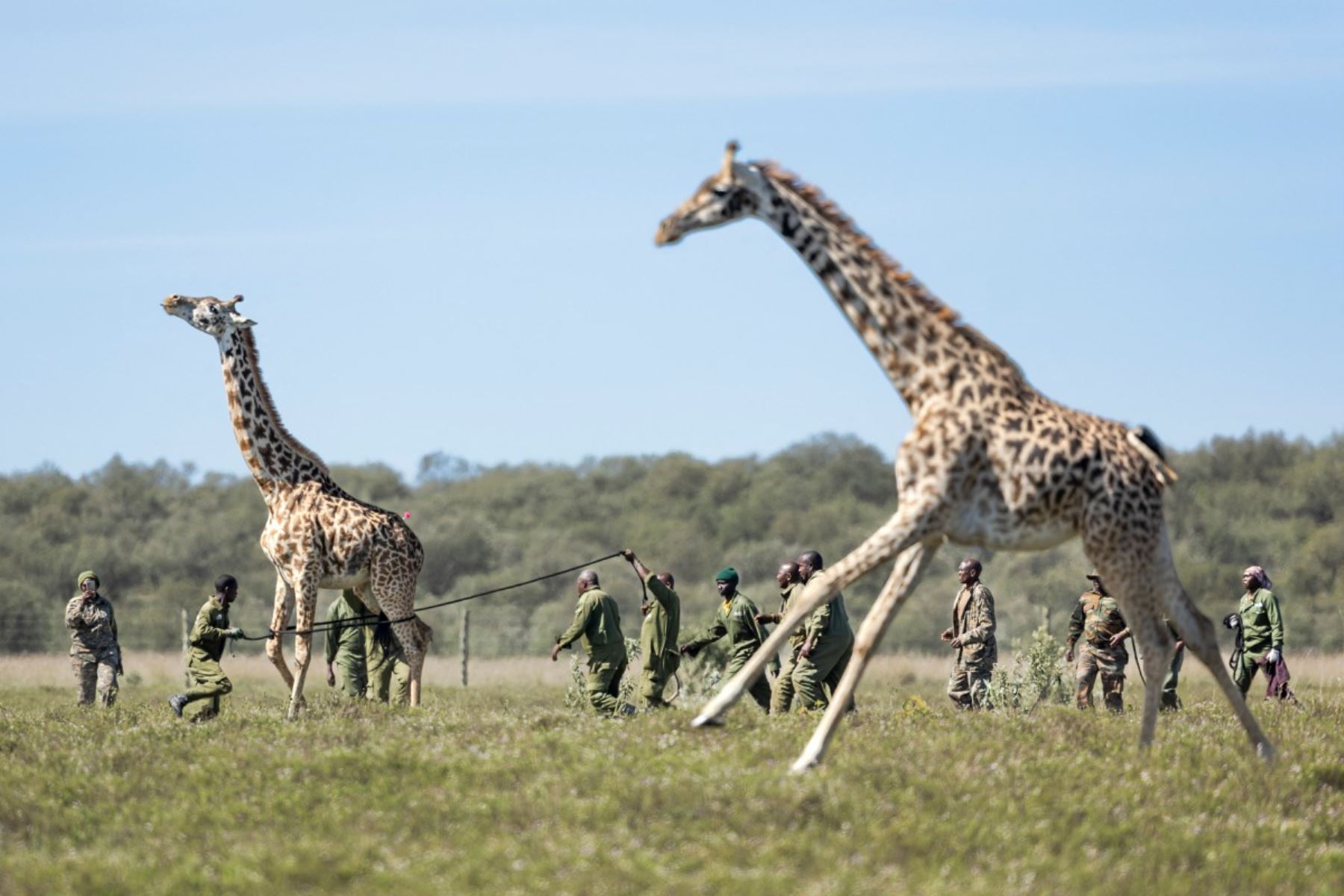 Guardaparques del Servicio de Vida Silvestre de Kenia (KWS) someten a una jirafa masái adulta mientras otra huye tras ser sedada con un dardo tranquilizante desde un helicóptero. AFP