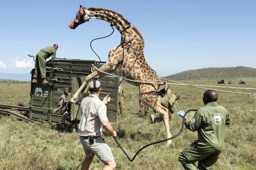 Kenia realiza traslado de jirafas para mejorar la vida silvestre