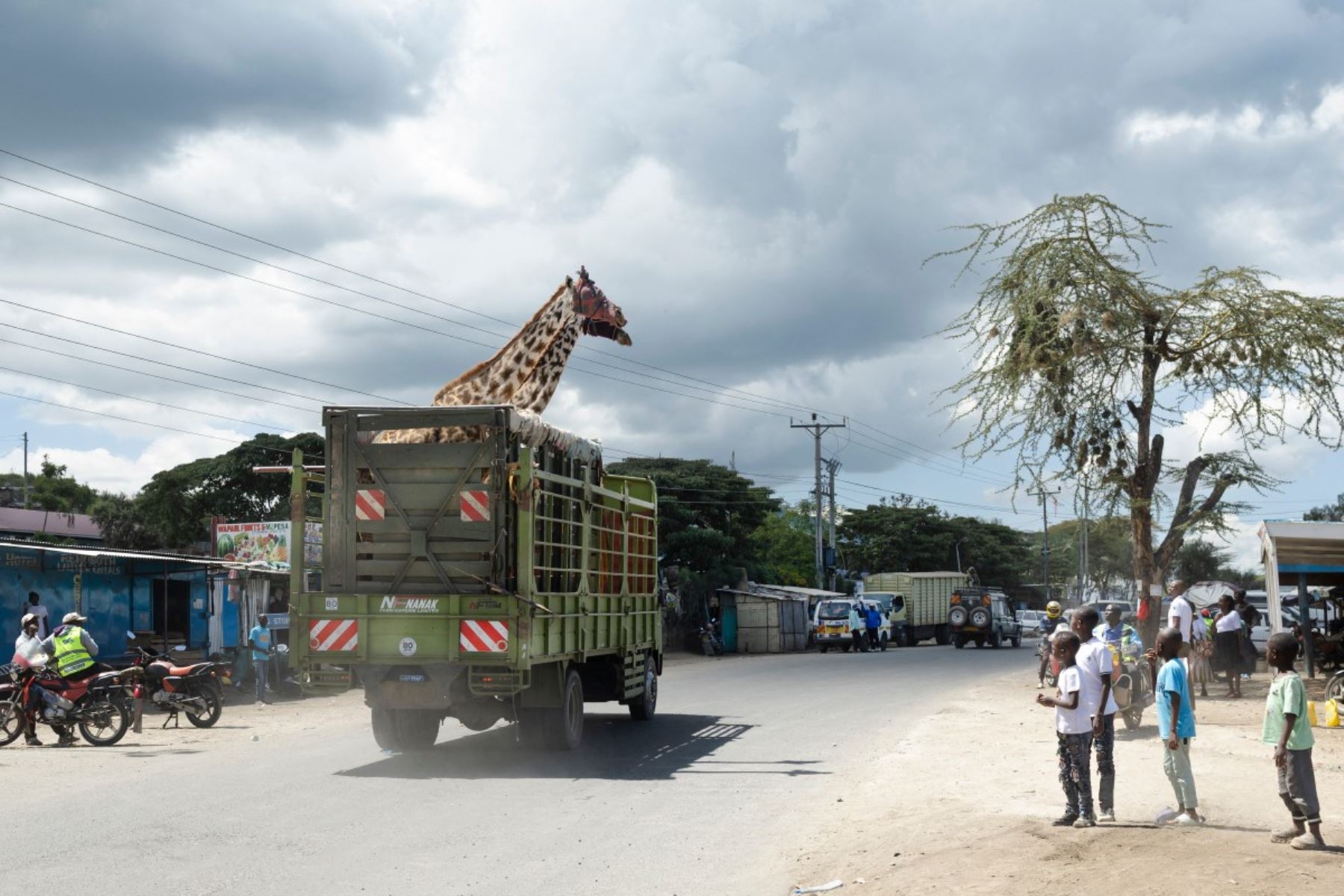 Este es el primer paso de una meticulosa operación de reubicación en el extenso rancho Kedong, parte de un corredor ancestral entre el Monte Longonot y el Parque Hell