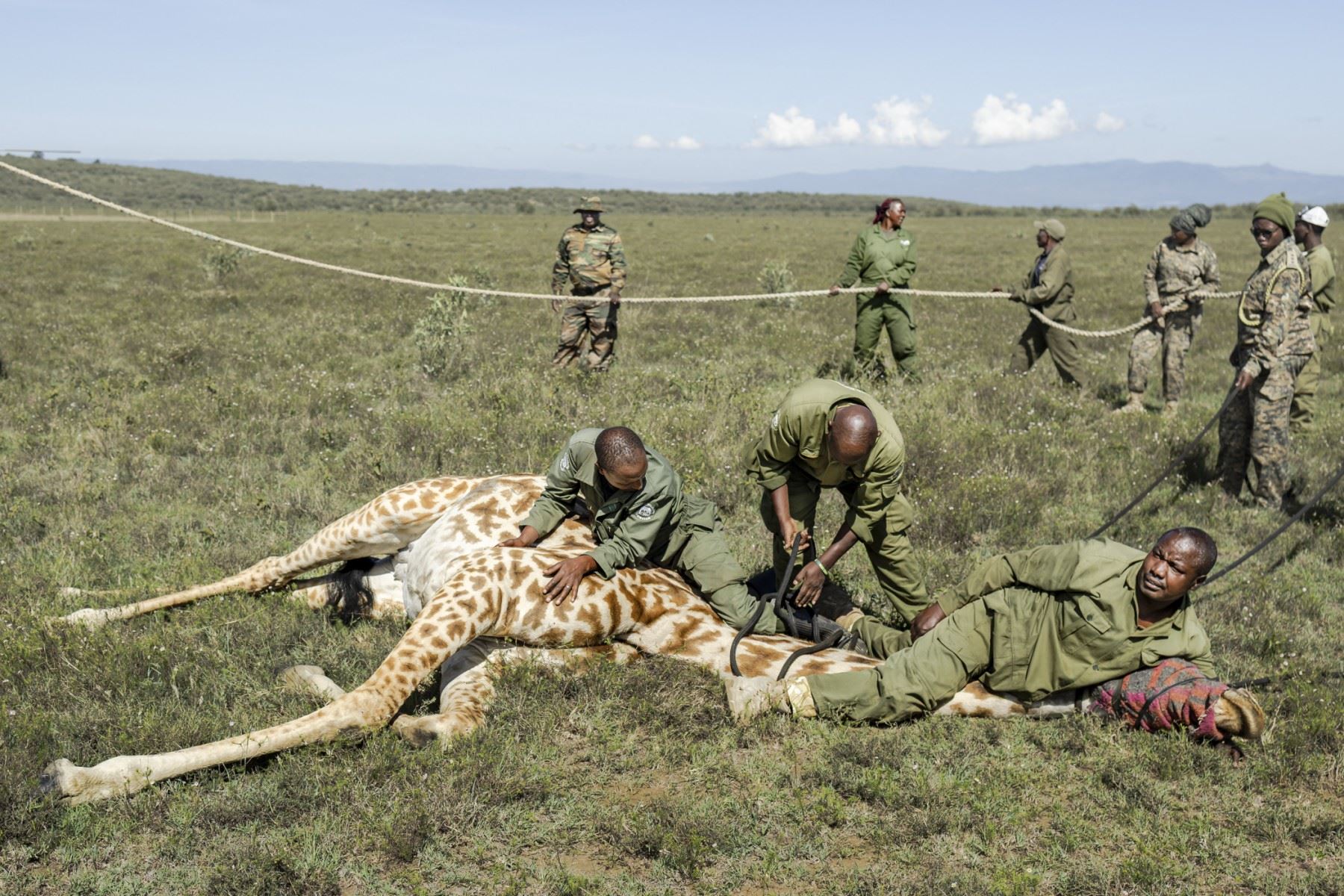 Realizan operación para trasladar grandes herbívoros del rancho Kedong debido a subdivisiones de tierras y corrales que han interrumpido las rutas migratorias de la vida silvestre en Naivasha. AFP