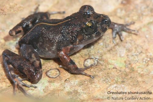 La rana Oreobates shunkusacha fue descubierta recientemente. Foto: ANDINA/Difusión