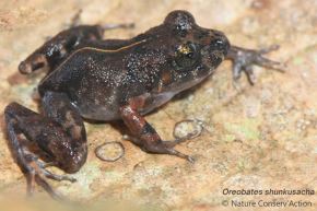 La rana Oreobates shunkusacha fue descubierta recientemente. Foto: ANDINA/Difusión