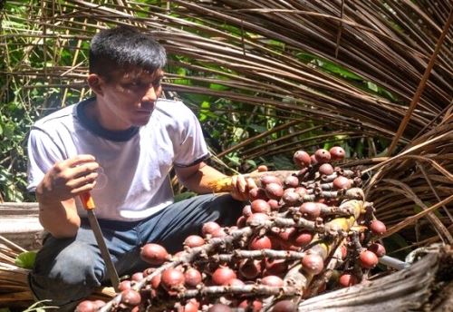 El Minam afirmó que acciones sectoriales impulsan la planificación sostenible del territorio para proteger ecosistemas estratégicos como los aguajales que contribuyan al desarrollo de la economía local. ANDINA/Difusión