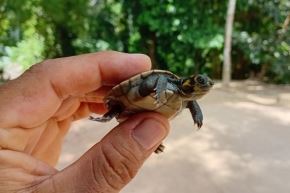 La campaña 2025 marca la autonomía reproductiva de taricayas en el parque nacional Sierra del Divisor. Foto: SERNANP/Difusión.